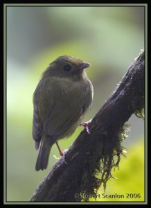 Golden-winged Manakin