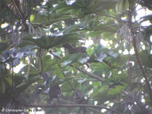 Little Chachalaca