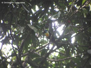 Channel-billed Toucan