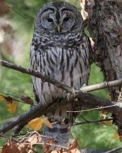 Barred Owl