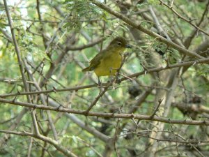 Yellow Bellied Greenbul