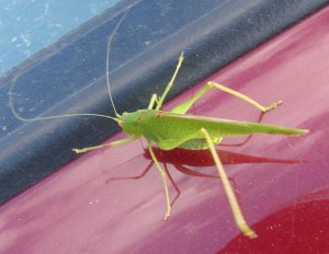 Grasshopper