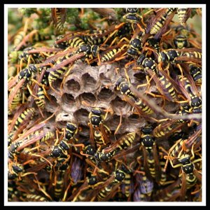 Wasp nest