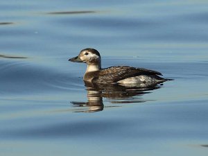 Long-tailed Duck