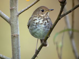 Hermit Thrush