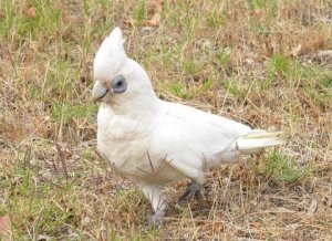 Grazing Little Corella