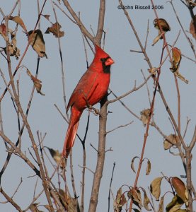 Northern Cardinal