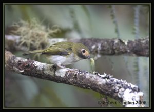 Black-throated Tody-Tyrant *DB