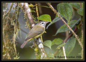 Brown-capped Vireo *DB