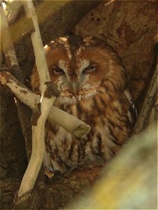 Tawny Owl