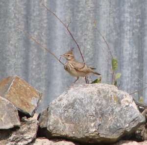 Crested Lark