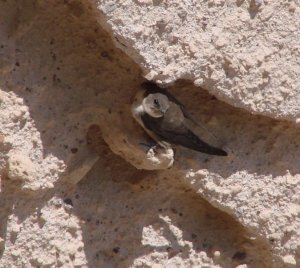 Crag Martin