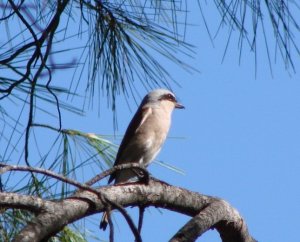 Red-backed Shrike