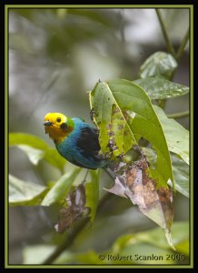 Multicoloured Tanager *DB
