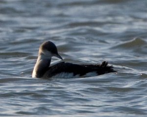 Black-Throated Diver