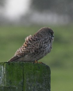 Windblown Kestral