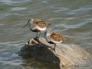 Resting Dunlin