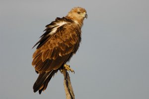 Tawny Eagle