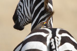 Yellow-billed Oxpecker