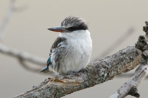 Striped Kingfisher