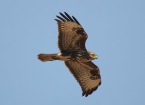 common buzzard