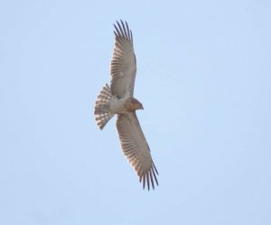 hunting short-toed eagle