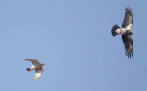 sparrowhawk v hooded crow