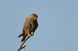 Grey Kestrel