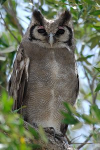 Verreaux's Eagle Owl