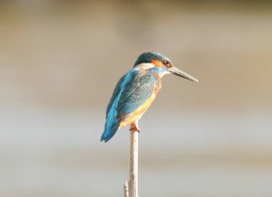 Kingfisher