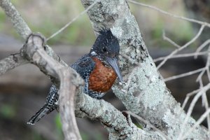 Giant Kingfisher