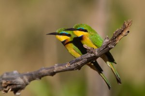 Little Bee-eaters