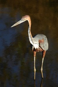 Goliath Heron