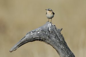 Northern Wheatear