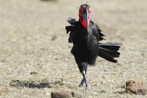 Southern Ground Hornbill