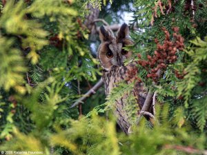 Long-Eared Owl