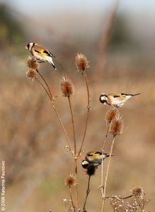 Goldfinch