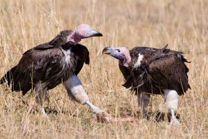 Lappet-faced Vultures