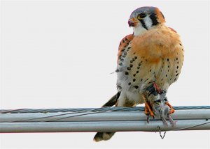 American Kestrel with mouse
