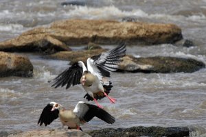 Egyptian Goose Attack