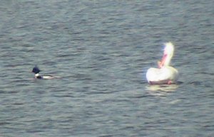 White Pelican and Mergabser