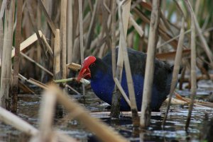 Purple swamphen