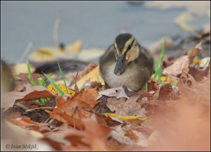 Autumn duckling