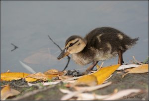 Autumn duckling (2)