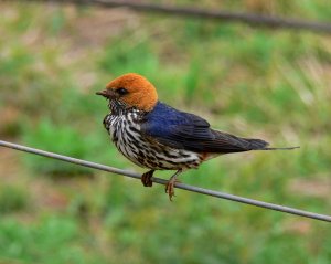 Lesser Striped Swallow