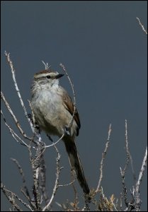 Leptasthenura aegithaloides