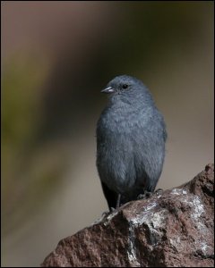 Plumbeous Sierra-Finch