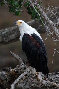 African Fish Eagle