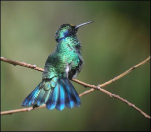 Colibri coruscans