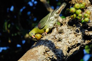 African Green Pigeon